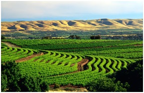 The Barossa Valley